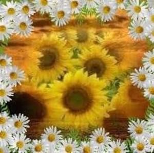 Meet your Posher, Sylvia